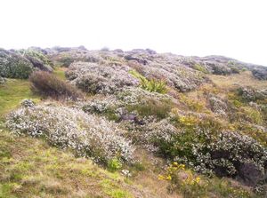 Image of tawharanui05takatupt2.jpg