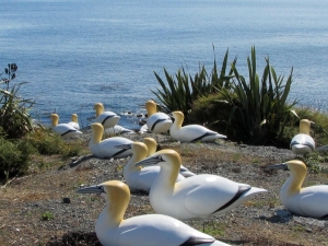 Image of tawharanuifeb15b.jpg