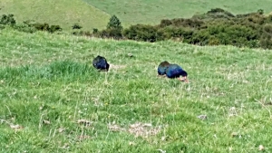 Image of tawharanuifeb15d.jpg