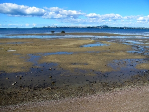 Image of teatatusep14(5).jpg