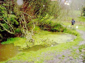 Image of tekuiti05brookpark4.jpg