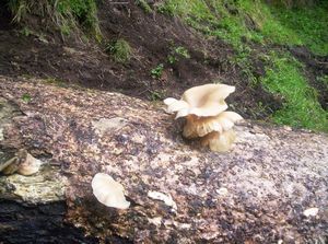 Image of tekuiti05satfungus.jpg