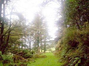 Image of tekuiti05satstartplantation.jpg