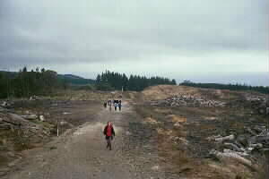 Image of tikitereforestbareq.jpg