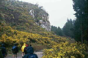 Image of tikitereforestbluffq.jpg