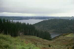 Image of tikitereforestcherrybay2q.jpg