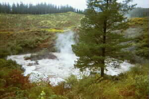 Image of tikitereforestthermal2q.jpg