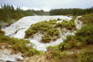 Image of tikitereforestthermalq.jpg