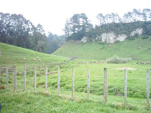 Image of tirautewaihou04start2.jpg