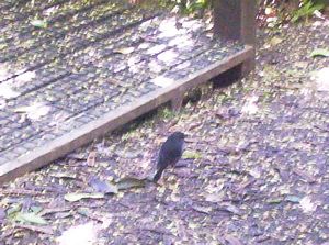 Image of tiritirimatangi05guidedwalkrobin4.jpg