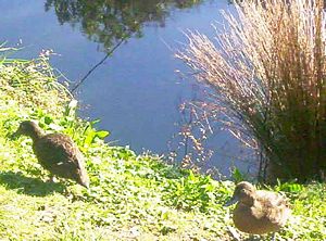 Image of tiritirimatangi05guidedwalktealcloseup.jpg