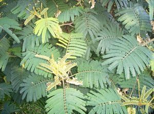 Image of tiritirimatangi05guidedwalkwattle.jpg