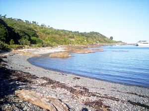 Image of tiritirimatangi05hobbsbeach2.jpg