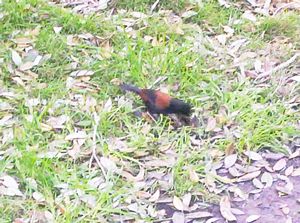 Image of tiritirimatangi05saddleback.jpg