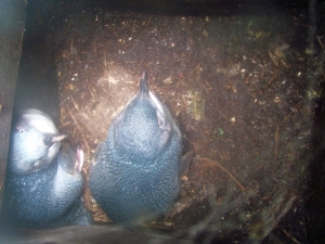 Image of tiritirisep18a.jpg