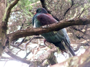 Image of tiritirisep18c.jpg