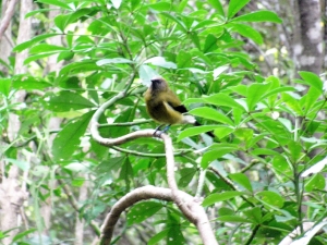 Image of tiritirisep18j.jpg