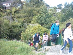 Image of titirangi04kaurilandsdomain2.jpg