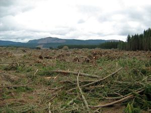 Image of tn_bbwhakamaru08hxclearedforest.jpg