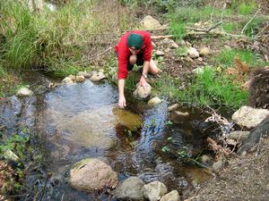 Image of tn_bbwhakamaru08tbspring.jpg