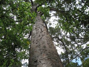 Image of tn_birkenheaddec08bdkauri.jpg