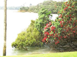 Image of tn_edgreenhithe07bepohutukawas.jpg