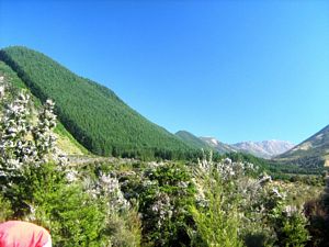 Image of tn_fmhurunui082g.jpg