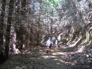 Image of tn_fmhurunui082p.jpg