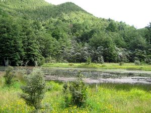 Image of tn_fmhurunui085a.jpg