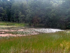 Image of tn_fmhurunui085b.jpg