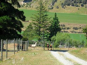 Image of tn_fmhurunui086q.jpg