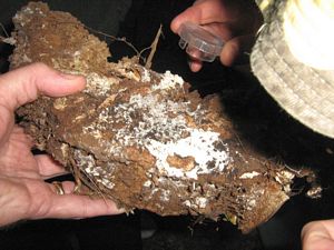 Image of tn_fungiapr08bbfungus.jpg