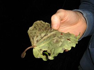 Image of tn_fungiapr08bdleaffungus.jpg