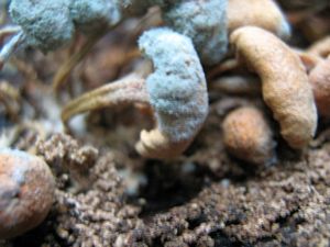 Image of tn_fungiapr08cbfungus.jpg