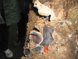Image of tn_fungiapr08eaearfungus.jpg