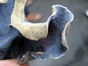 Image of tn_fungiapr08edearfungusmacro.jpg