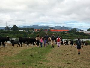 Image of tn_geparerekau08cccows.jpg