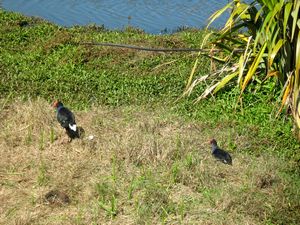 Image of tn_glendowie08dcbread.jpg