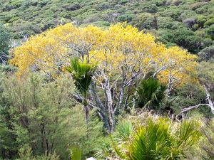 Image of tn_goldenstairs08cd.jpg