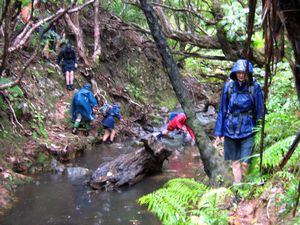 Image of tn_hatairua08bhstream.jpg