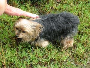 Image of tn_hatairua08kfpoodle.jpg