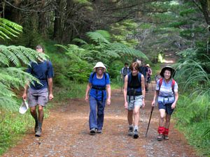 Image of tn_hbmoirshillmar08bjforest.jpg