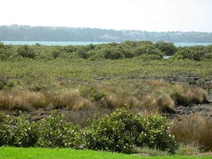 Image of tn_hdwesternsprings08bfmeolareef.jpg