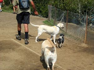 Image of tn_hdwesternsprings08bodogs.jpg