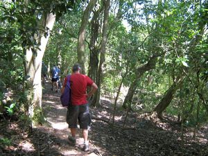 Image of tn_hdwesternsprings08dajaggersbush.jpg