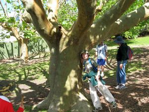 Image of tn_hernebay08ddtree.jpg