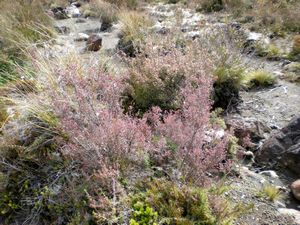 Image of tn_iatongariro08i.jpg