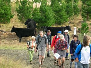 Image of tn_jamuriwaimay08fqcows.jpg