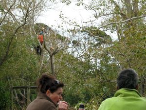 Image of tn_jamuriwaimay08ojtreecutting.jpg