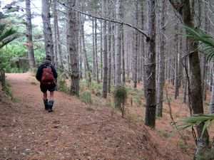 Image of tn_jamuriwaimay08papines.jpg